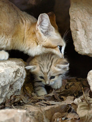 sand cat mom n kitten.jpg