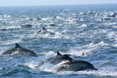 Dolphins mega pods photo.jpg