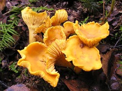 Chanterelle_Cantharellus_cibarius - bw-red.jpg