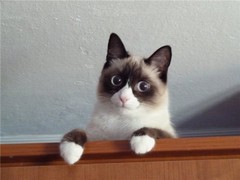 cat4.jpg