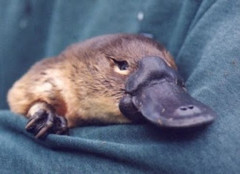 platypus 1.jpg