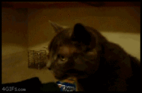 Sneezing Kitty.gif