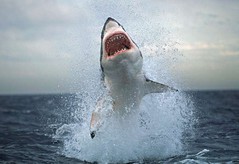 Shark jumps out of water.jpg