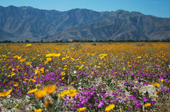 anza-borrego-desert-state-park spring-wildlfowers-at--elizabeth-luc.jp