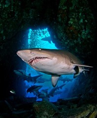 Sand tiger shark (Carcharias taurus).jpg