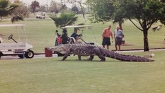 Alligator_golf_course_1_jtm_150311_16x9_992.jpg