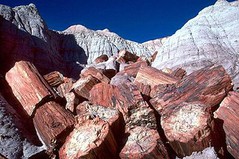 Petrified_wood.jpg