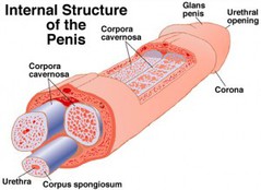 penis.jpg