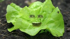 Killer Lettuce A.jpg