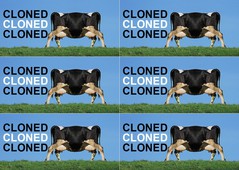 clone cow for upgrade-6.jpg