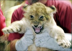 baby lion.jpg
