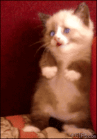 kitty.gif