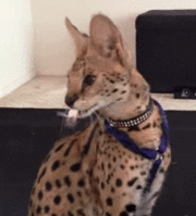 cat and mouse game.gif