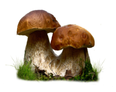 mushroom_png_by_moonglowlilly-d67ot4w.png