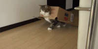 Cat Box Runway Model.gif