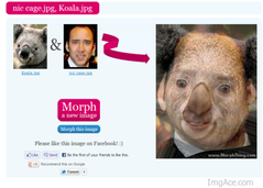 nic-cage-mixed-with-a-koala.png