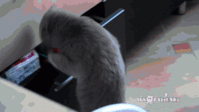 giphy(4).gif