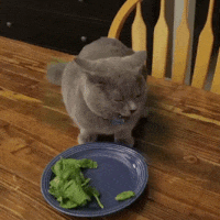 vegankitty.gif