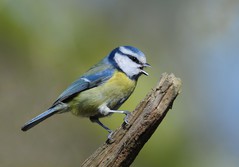 Blue Tit Singing.jpg