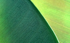 NaturePatterns04.jpg