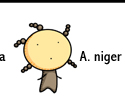 niger.jpg