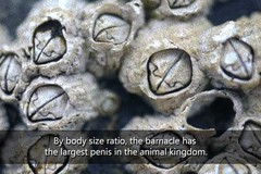 barnacle.jpg