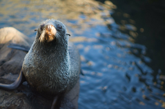 disapproving seal.png