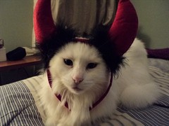 devil_kitty.jpg