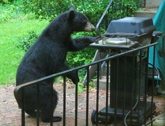 Bear-Grills.jpg