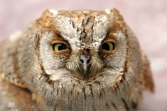 hoot.jpg