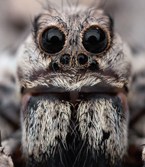 female-wolf-spider.jpg