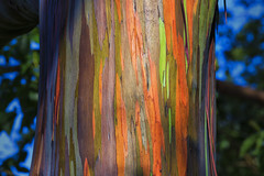 Rainbow-Eucalyptus.jpg