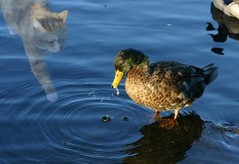 Cat-Stalking-Duck.jpg
