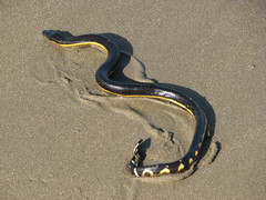 Sea_Snake-Yellow-Bellied_.jpg
