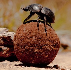 DungBeetle.jpg