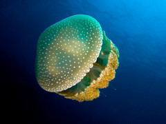Jelly fish in san diego from Australia.jpg
