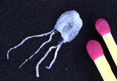 irukandji_jellyfish.jpg