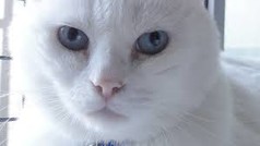 White cat.jpg