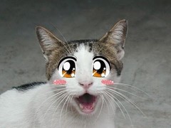 Anime Kitteh.jpg