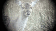mind blown deer.gif