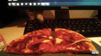 cat pizza - fCDeqCm.gif