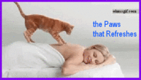 The Paws that Refreshes..gif