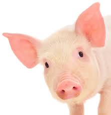 pig.jpeg