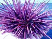 sea-urchin-Purple.jpg