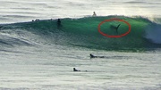 shark sighting at Swamis surf 2011.jpg