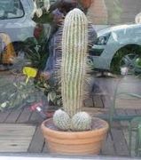 Cactus_dick.jpg