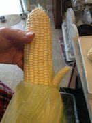 Horny_corn.jpg