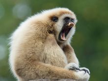 gibbon-singing-techniques-opera-sin.jpg