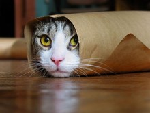 Kitteh Burrito.jpg