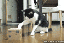 cat toy.gif
